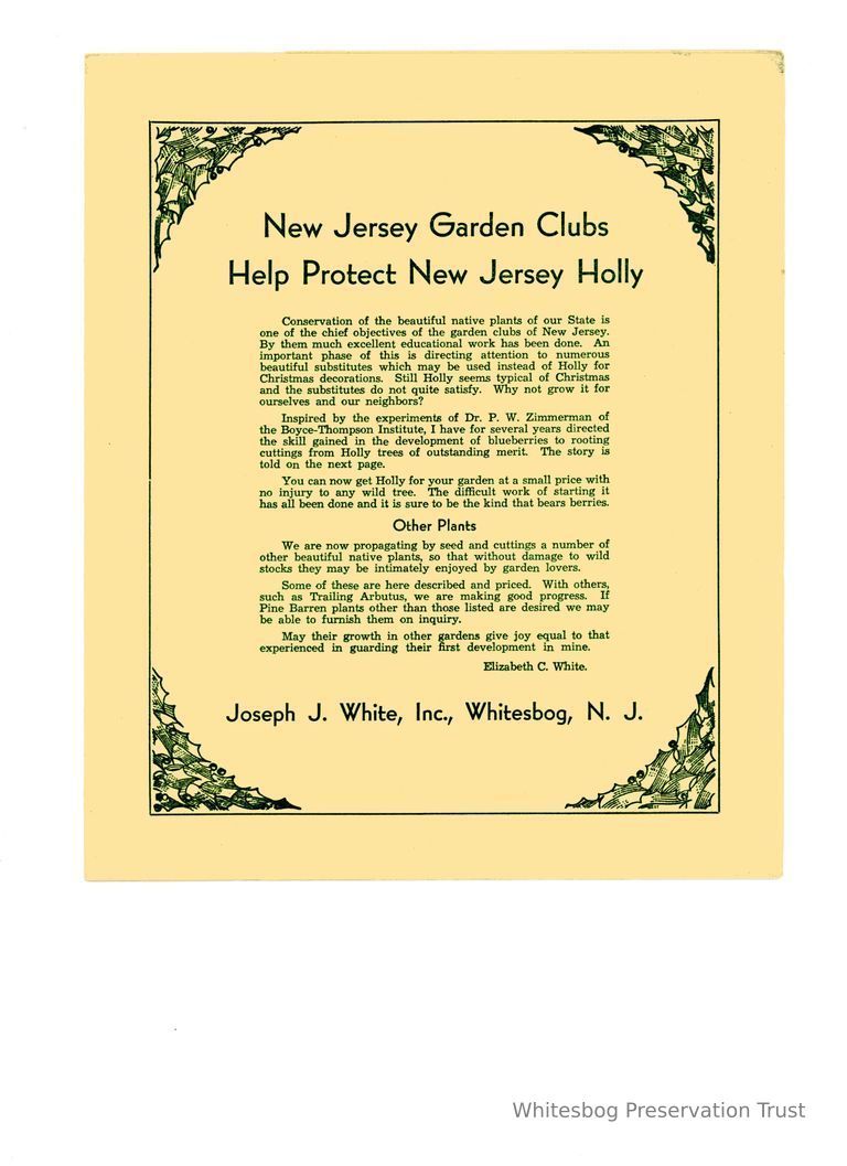          New Jersey Garden Clubs Help Protect New Jersey Holly picture number 1
   