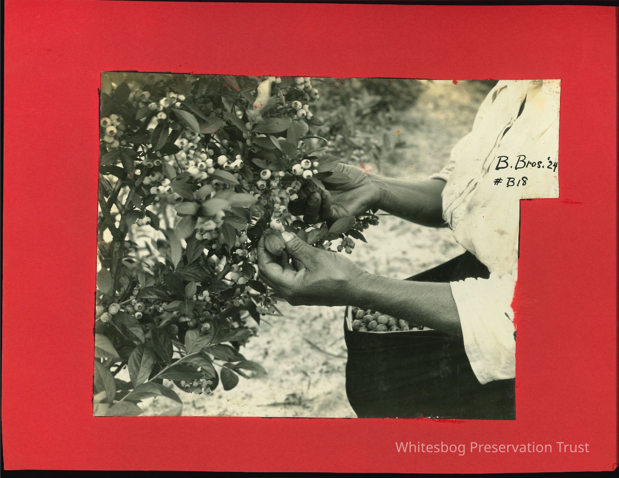 Picking Blueberries picture number 1