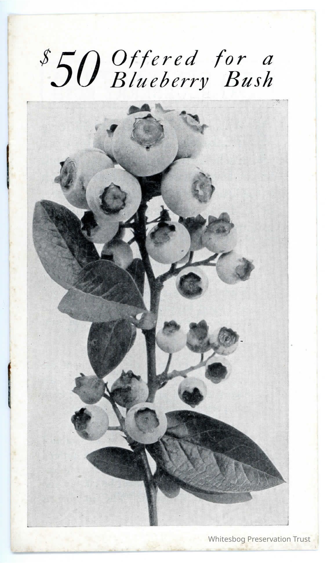 $50 Offered for a Blueberry Bush picture number 1