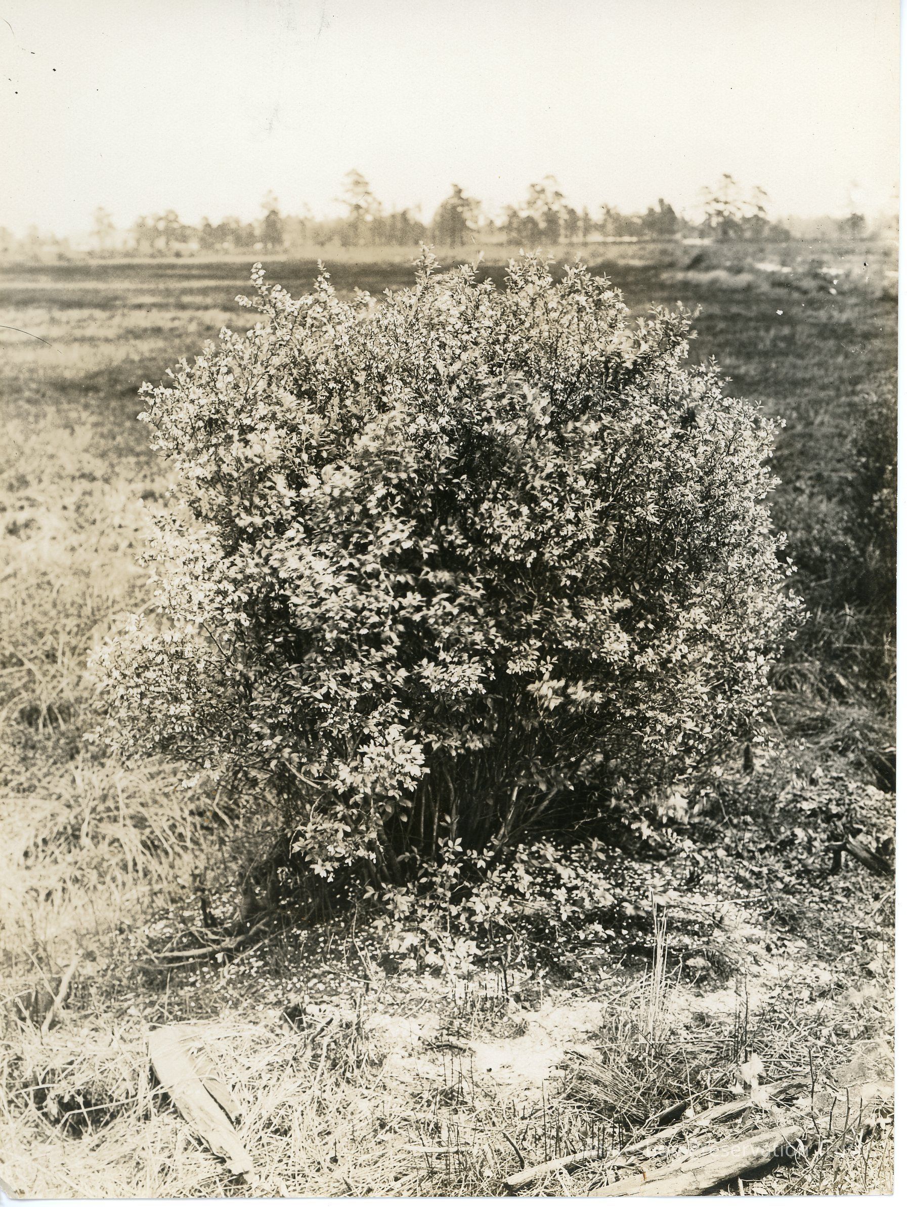          5/13/1915 