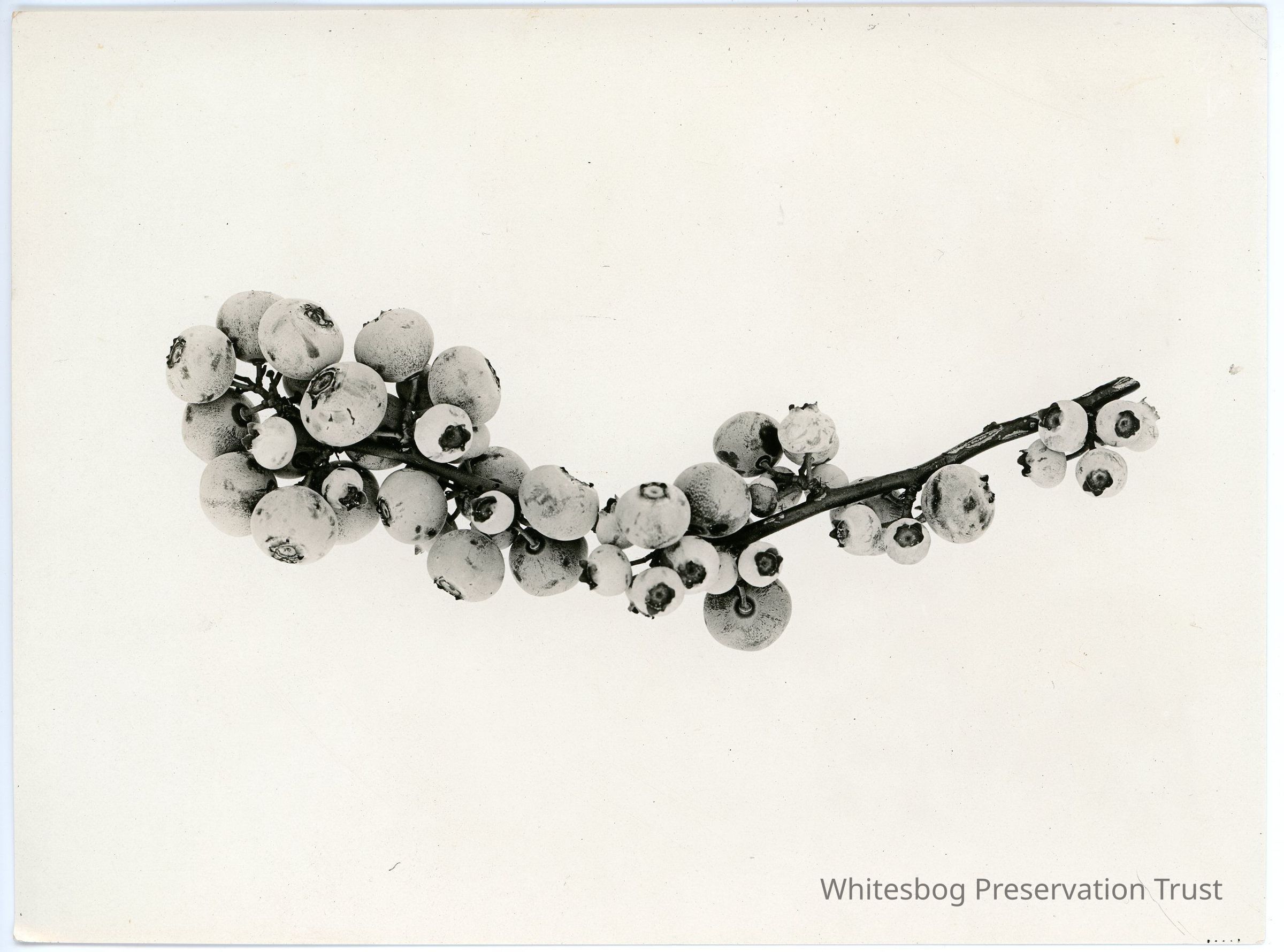          7/18/1916 picture number 1
   