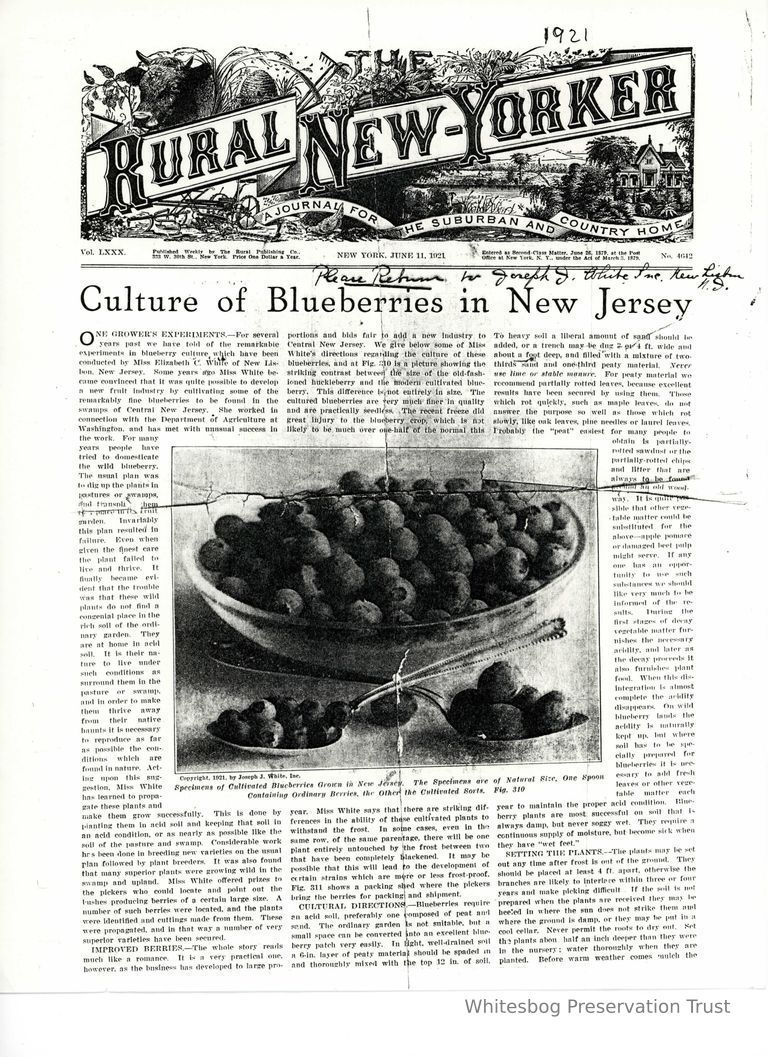          Culture Of Blueberries In New Jersey picture number 1
   