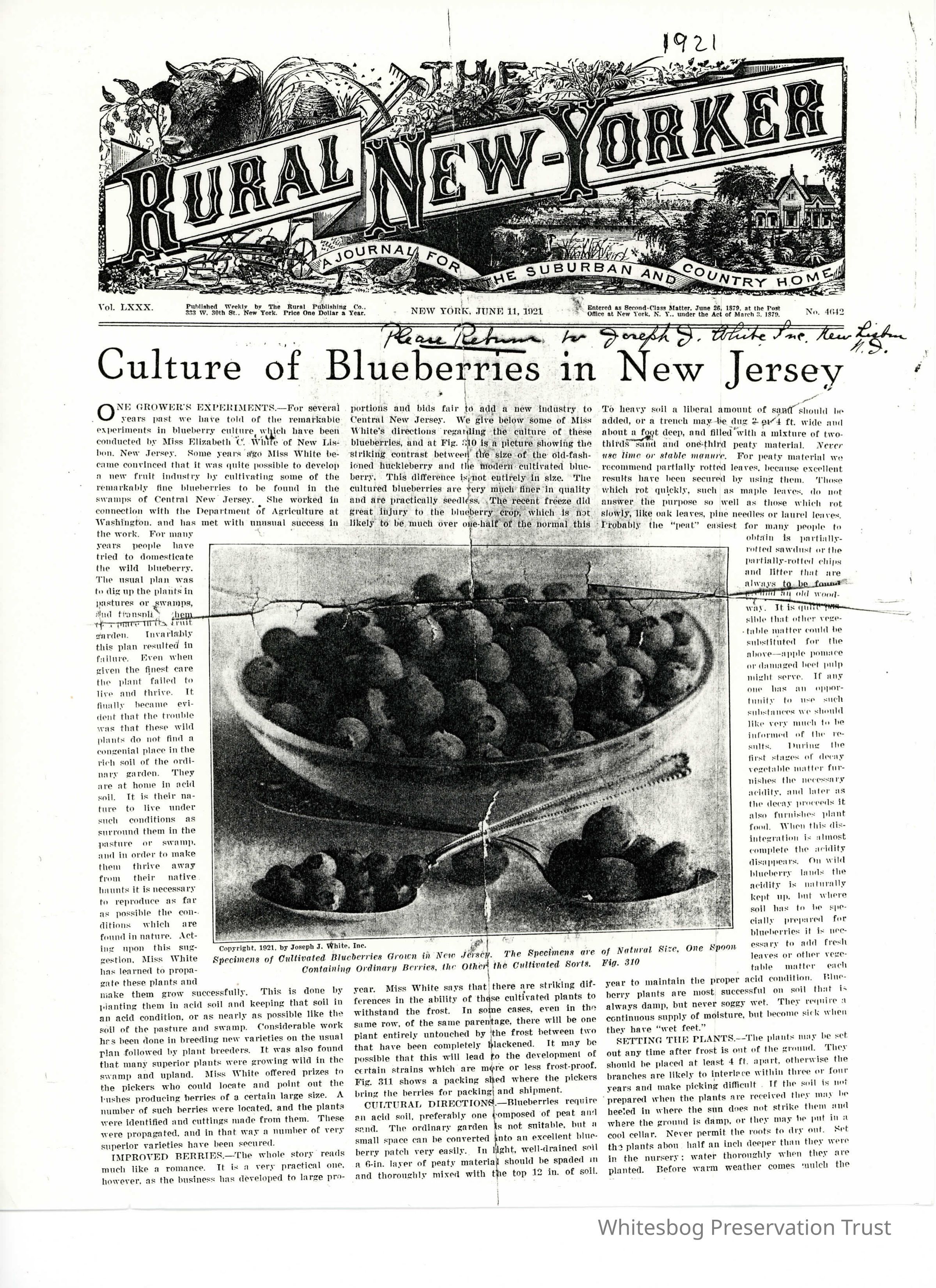Culture Of Blueberries In New Jersey picture number 1