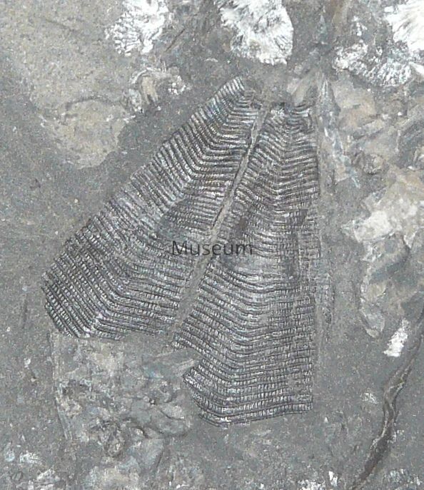 Fossil Collection