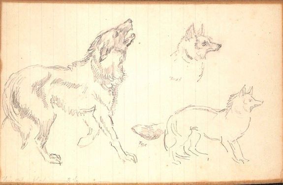 Sketches of Foxes and a Wolf: A paper with three sketches on it. On the left of the paper is a sketch of a snarling wolf. On the lower right side of the paper is a rough sketch of a fox, with the writing, "Fox", under its tail. On the upper right side of the paper is a sketch of a fox's head in profile, labelled "Fox 2".