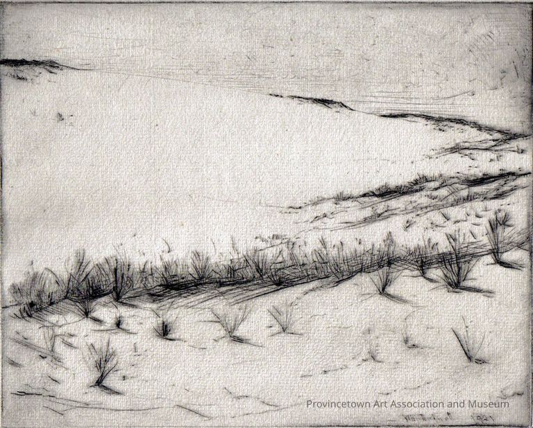 Beach grass in the dunes