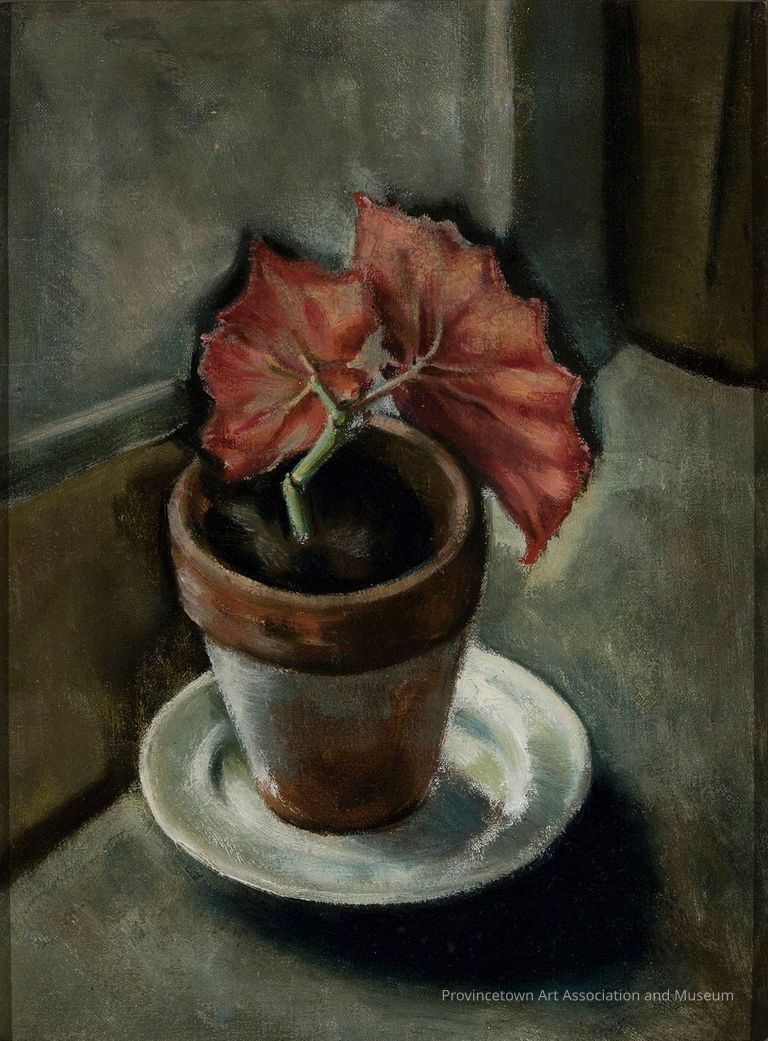 Begonia plant in pot, sitting on windowsill