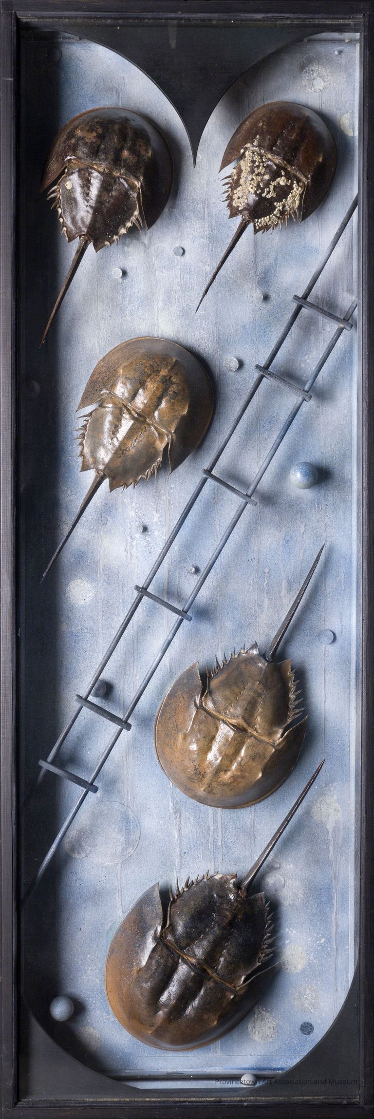 5 horseshoe crab shells on blue background, with ladder shape bisecting the shadowbox