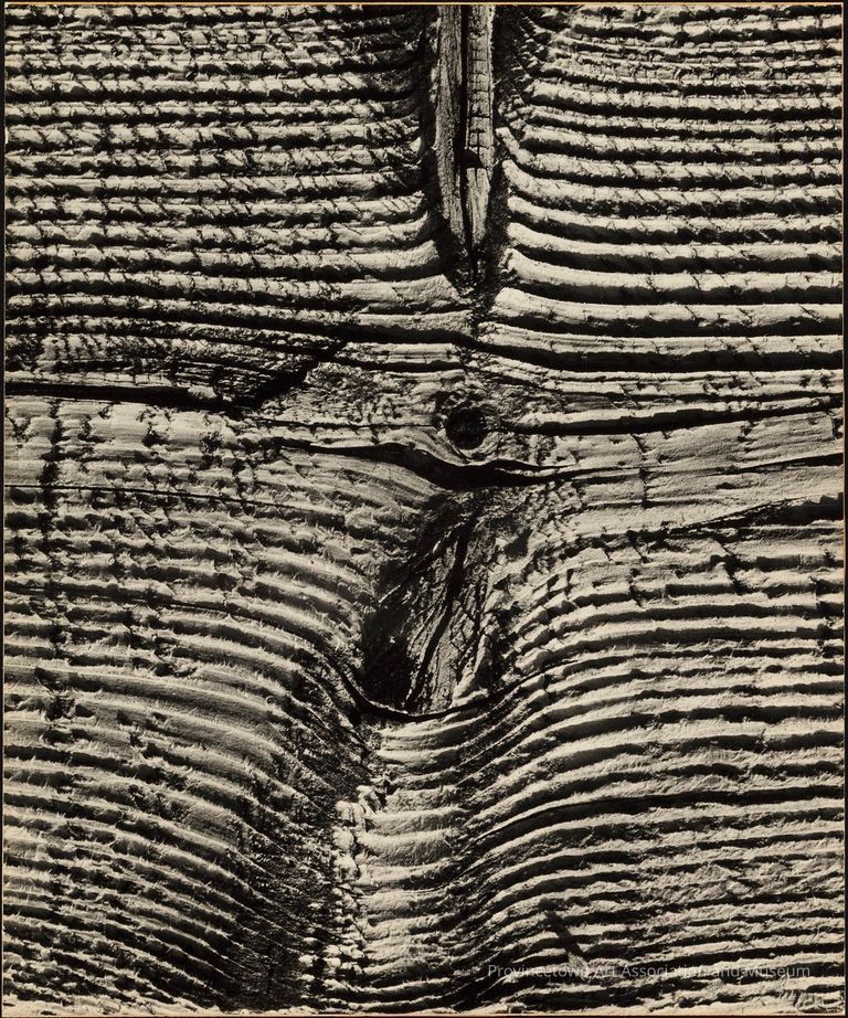 Close-up of tree bark