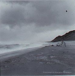 Driftwood on stormy beach at the shore
