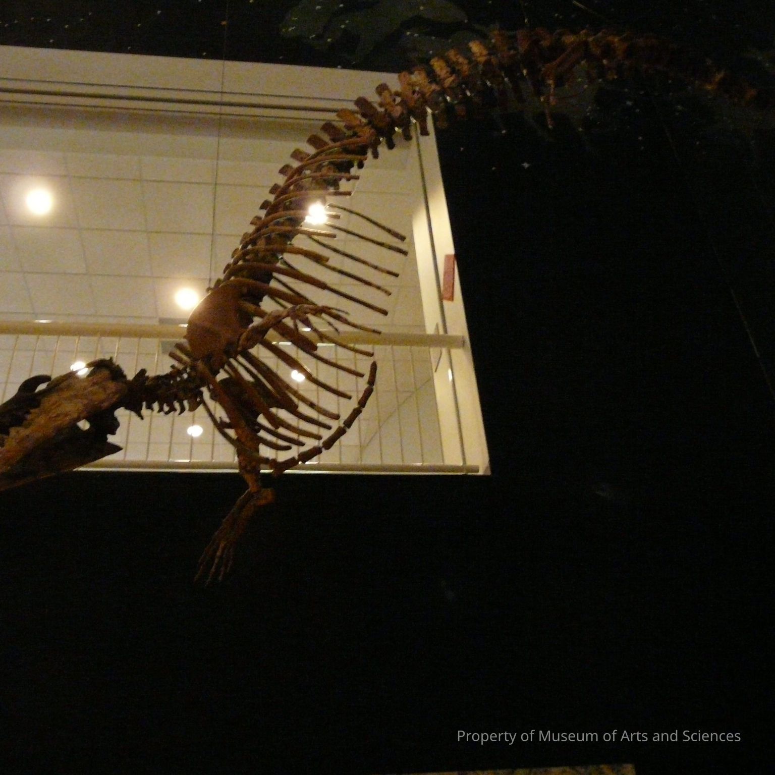 Paleontology