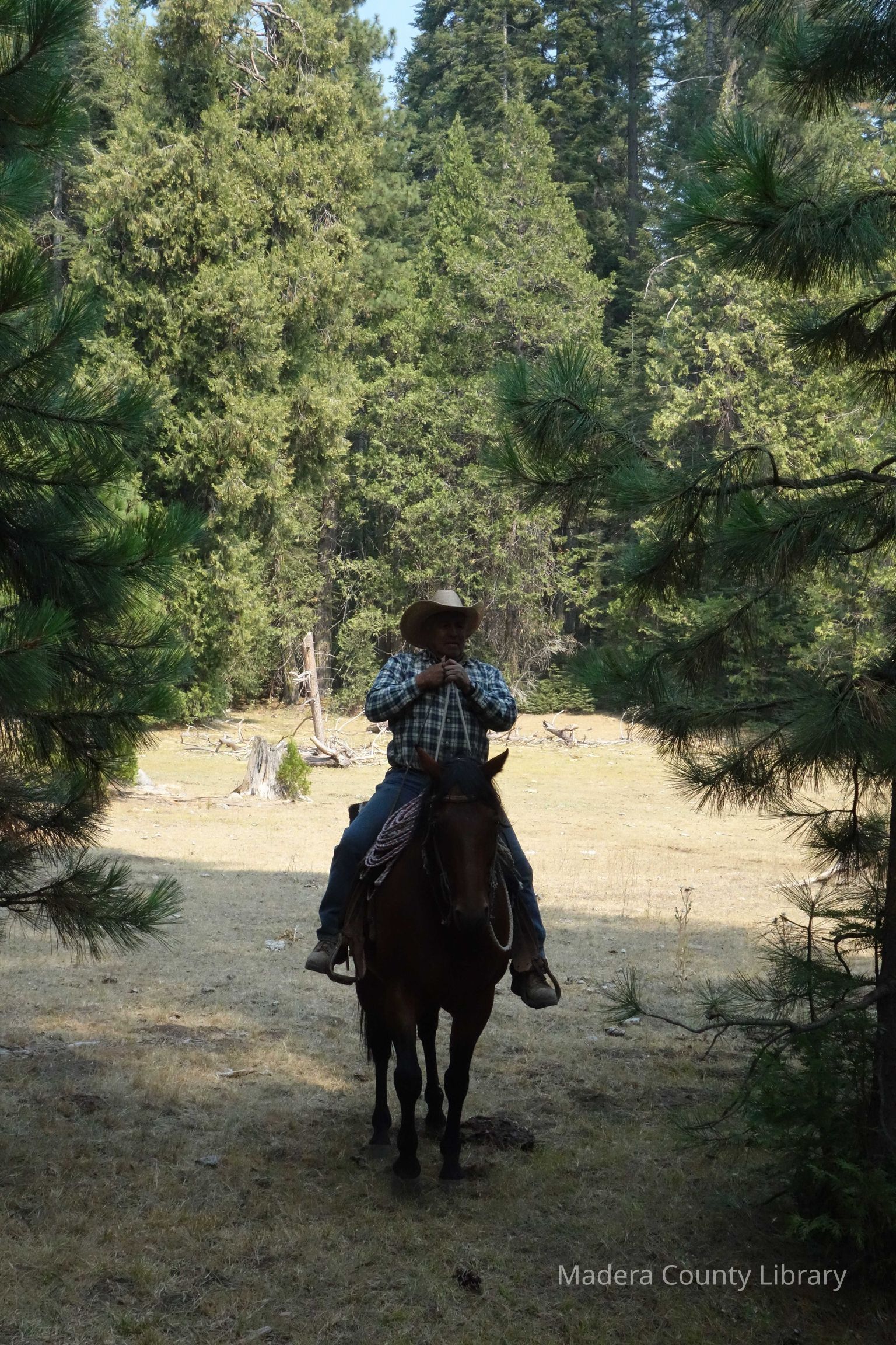 Sierra Livestock Grazing and Packers