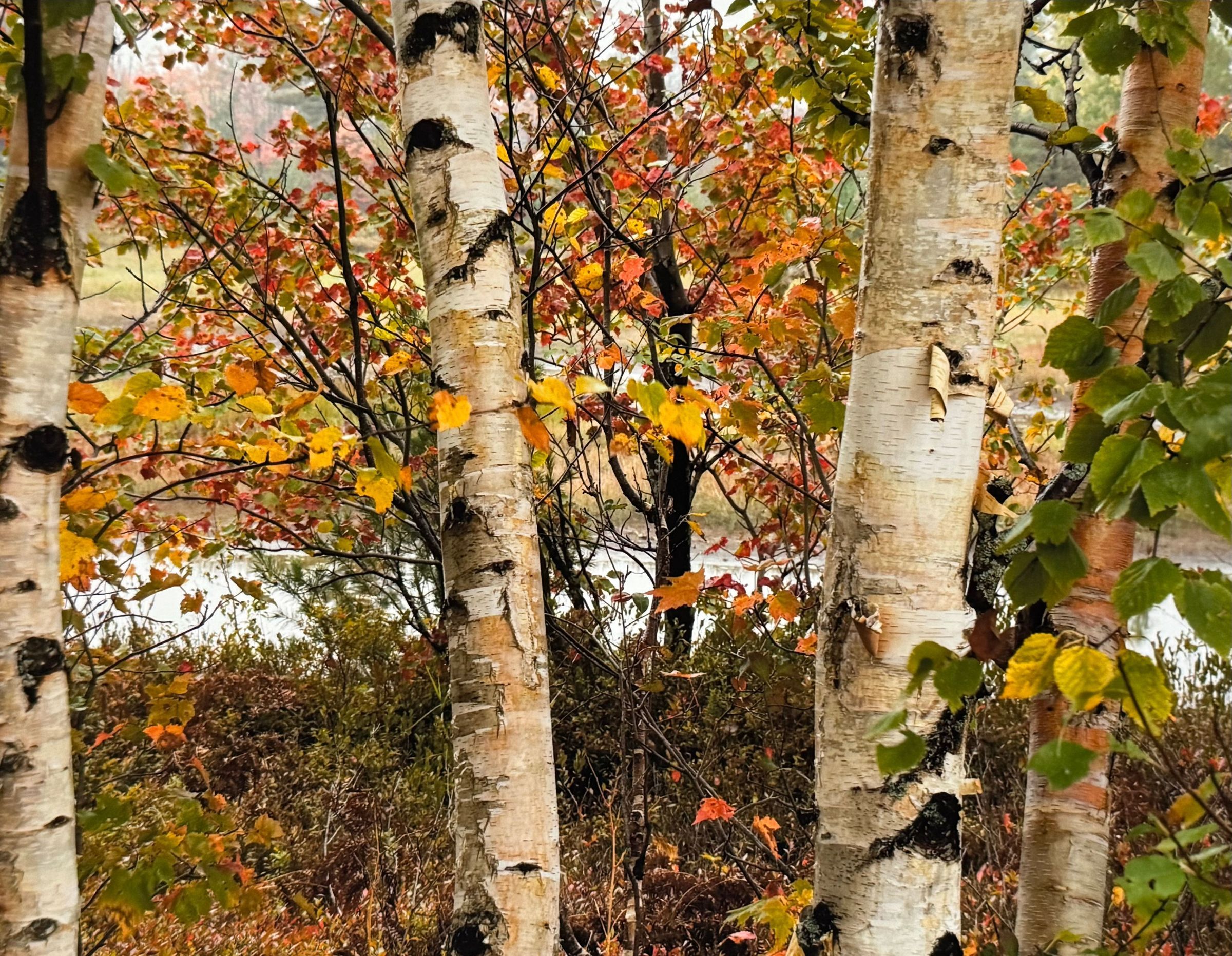 This image showcases a serene autumn scene featuring birch trees with white bark standing amidst a vibrant tapestry of multicolored leaves, ranging from deep red to bright yellow and lush green, creating a picturesque and harmonious blend of colors. In the background, a gentle river meanders through the idyllic landscape.