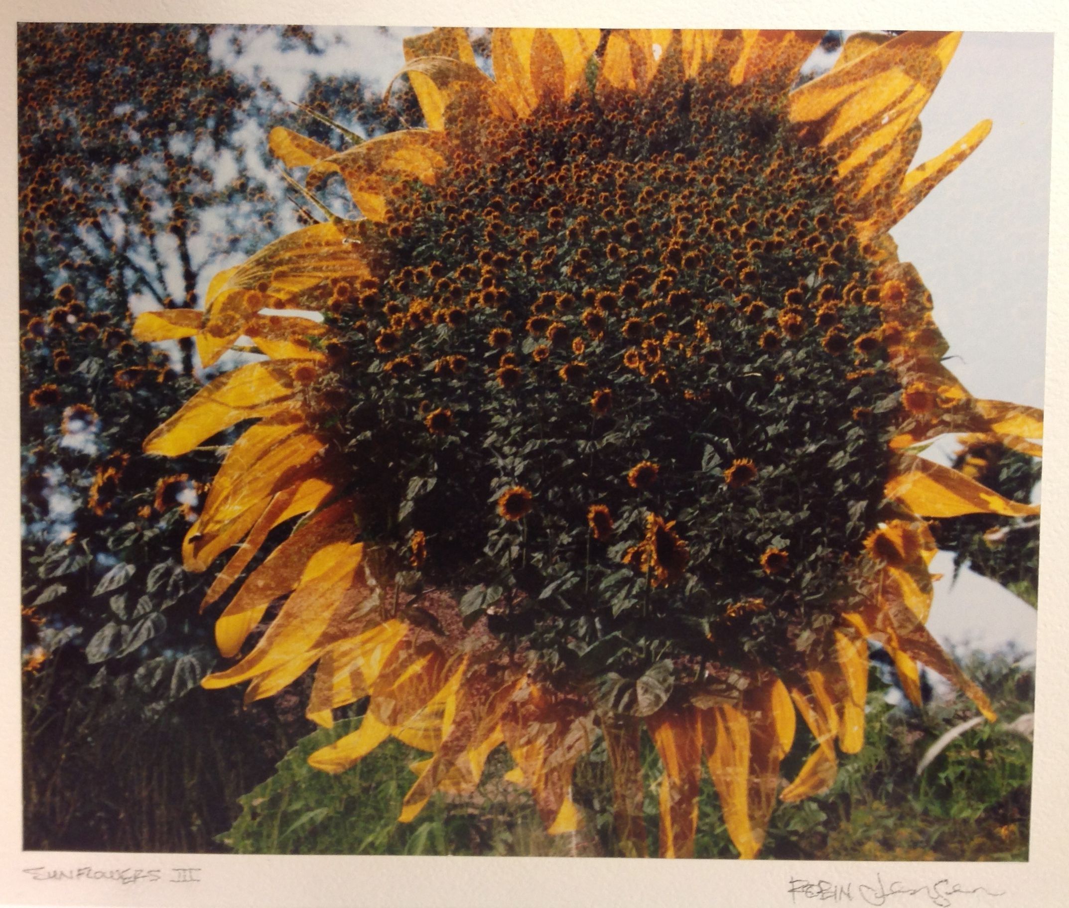 The image is a captivating and surreal depiction of a large sunflower with vibrant yellow petals, set against a backdrop of trees. This sunflower appears to be a composite, with an intricate pattern of overlapping smaller sunflowers that form the larger flower's head. The layers and textures in the image suggest a creative artistic approach, blending elements of photography and digital art, evoking a sense of depth and rich detail.
