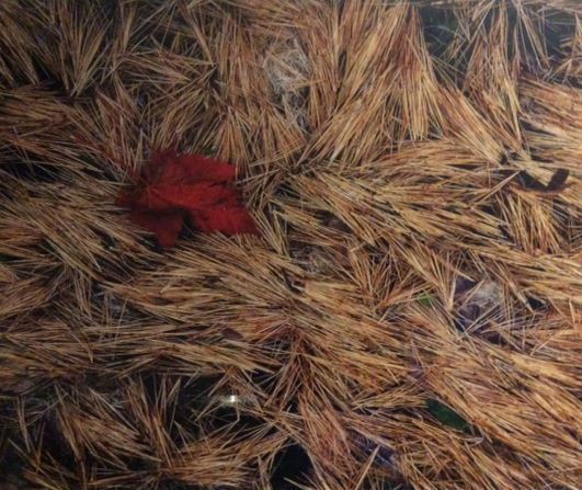 The image captures a serene autumn scene featuring a bed of dried pine needles spread across the ground, with a solitary, vibrant red leaf resting on top, adding a striking contrast to the earthy tones. The textures of the needles create a woven, intricate pattern, while the bright leaf symbolizes the changing seasons.