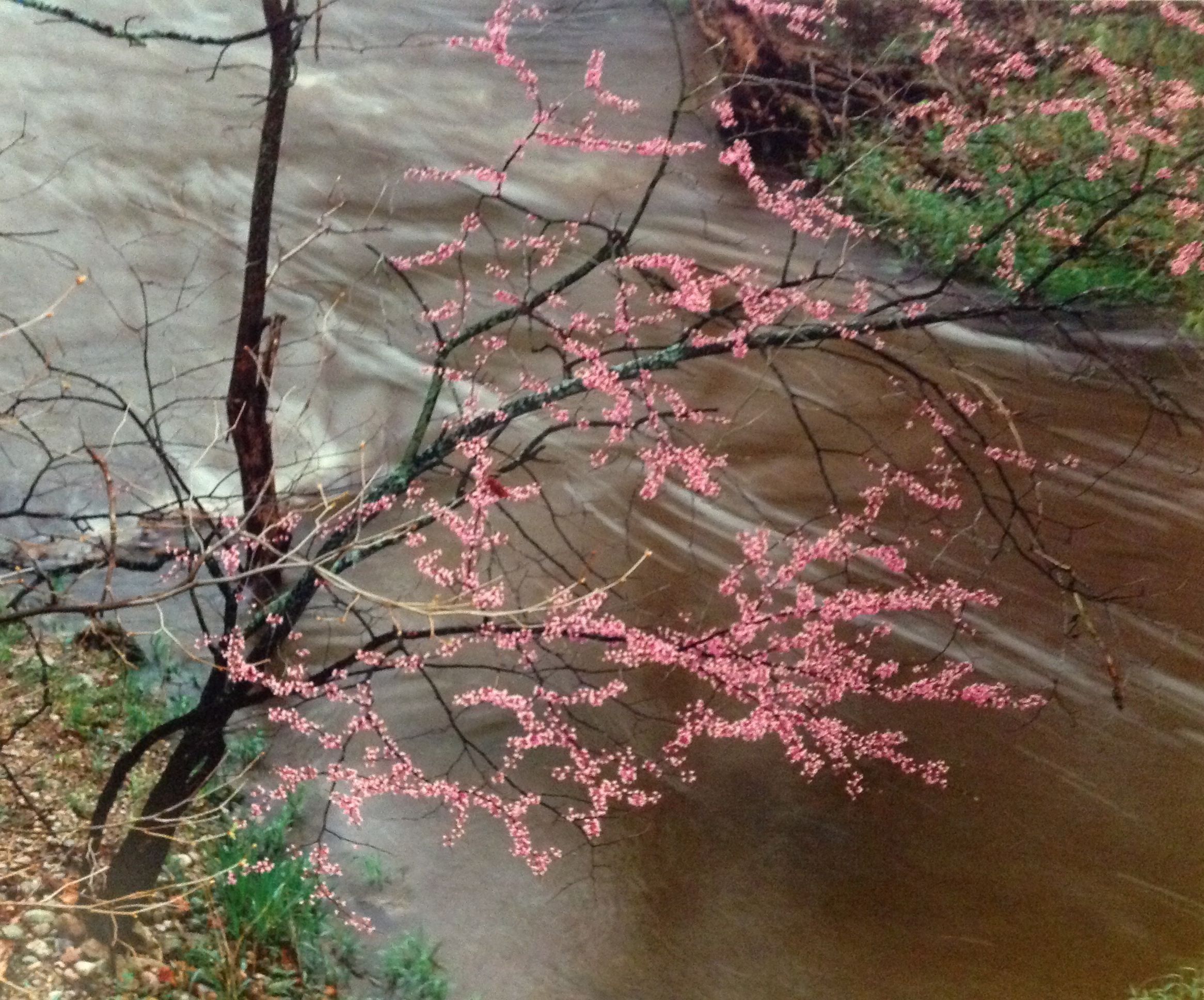 In the image, pink blossoms delicately adorn the branches of a tree, set against the backdrop of a rapidly flowing muddy river, which contrasts with the vibrant flowers. The scene captures the beauty of nature in motion, as the water rushes by, creating gentle waves that reflect the tree's pastel hues.