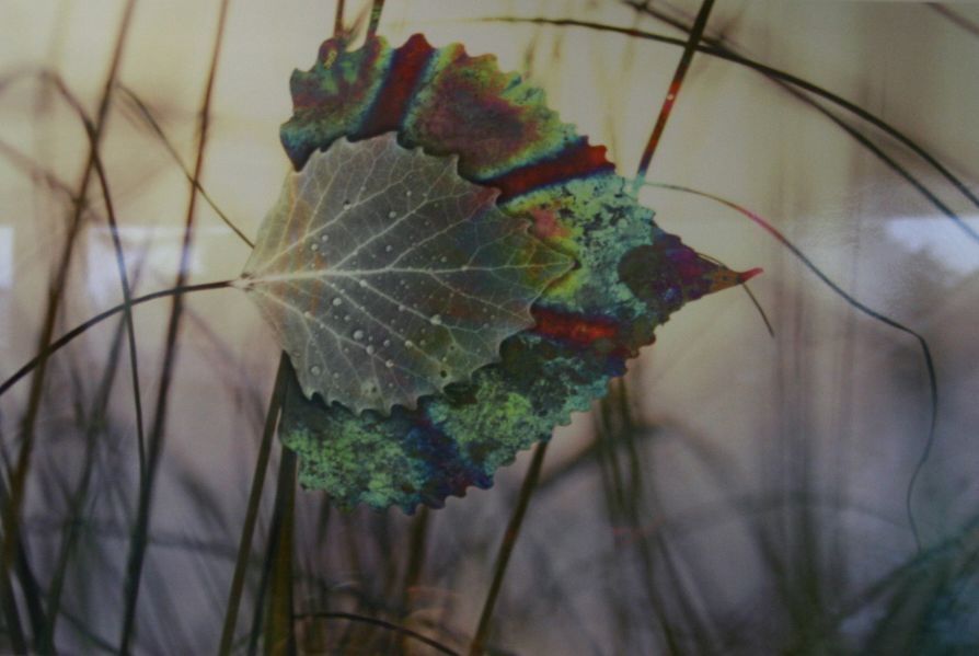 In this image, a vibrant and colorful leaf with hues of green, red, yellow, and blue is prominently showcased, overlapping with a more muted, grayish leaf, set against a soft-focus background of wispy, brown stems and branches, creating a striking contrast between the complexity of nature’s patterns.