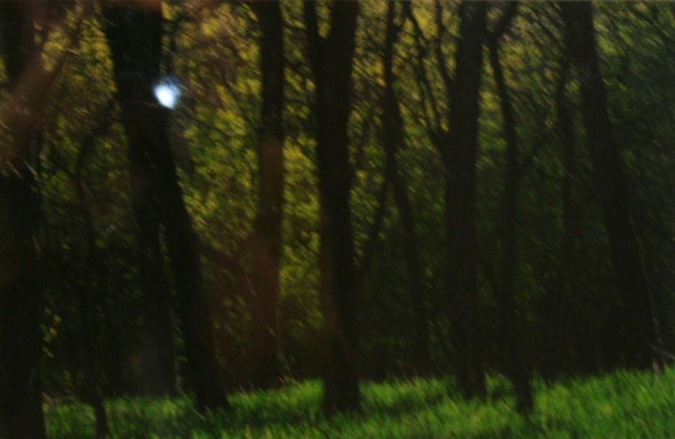 The image portrays a serene and slightly blurred view of a forest, with a soft focus on the trees casting long, dark shadows on the vibrant green grass. Sunlight peeks through the dense foliage, highlighting the lush greenery and creating a calm and tranquil atmosphere typical of a peaceful woodland area.