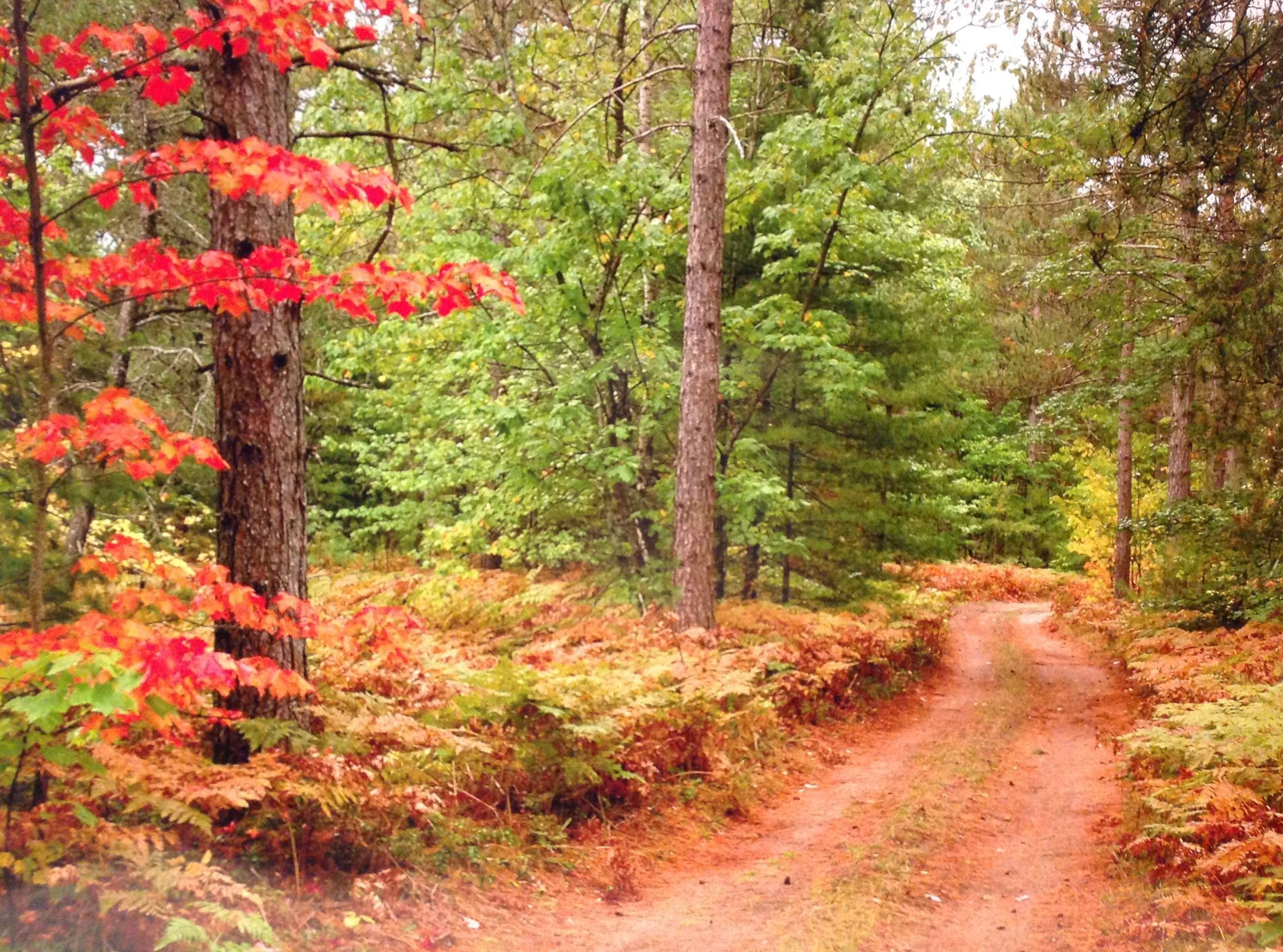 The image depicts a serene forest scene during autumn, showcasing a winding dirt path surrounded by a variety of trees with vibrant foliage. On the left, a prominent tree displays bright red leaves, providing a striking contrast against the lush green leaves of the surrounding trees. The ground is covered in a mix of red and golden ferns.