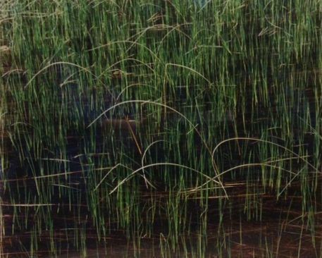 The image depicts a dense cluster of tall, thin green reeds emerging from a dark body of water, with each reed standing upright and gracefully arching slightly, creating an intricate pattern against the surface. The rich colors and natural texture evoke a serene and tranquil wetland environment, inviting the viewer to appreciate the peacefulness of nature.