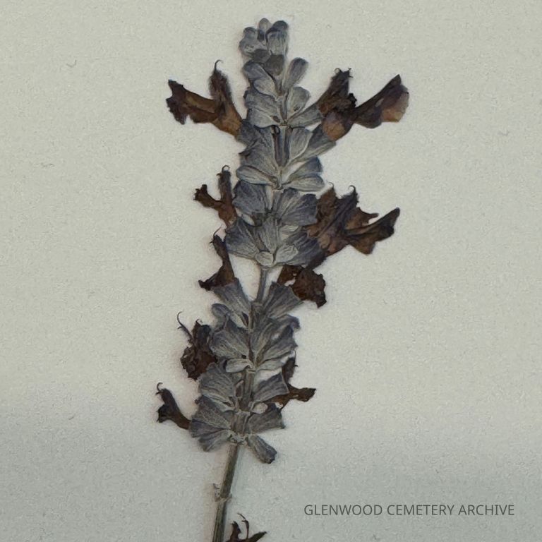 Blue Sage