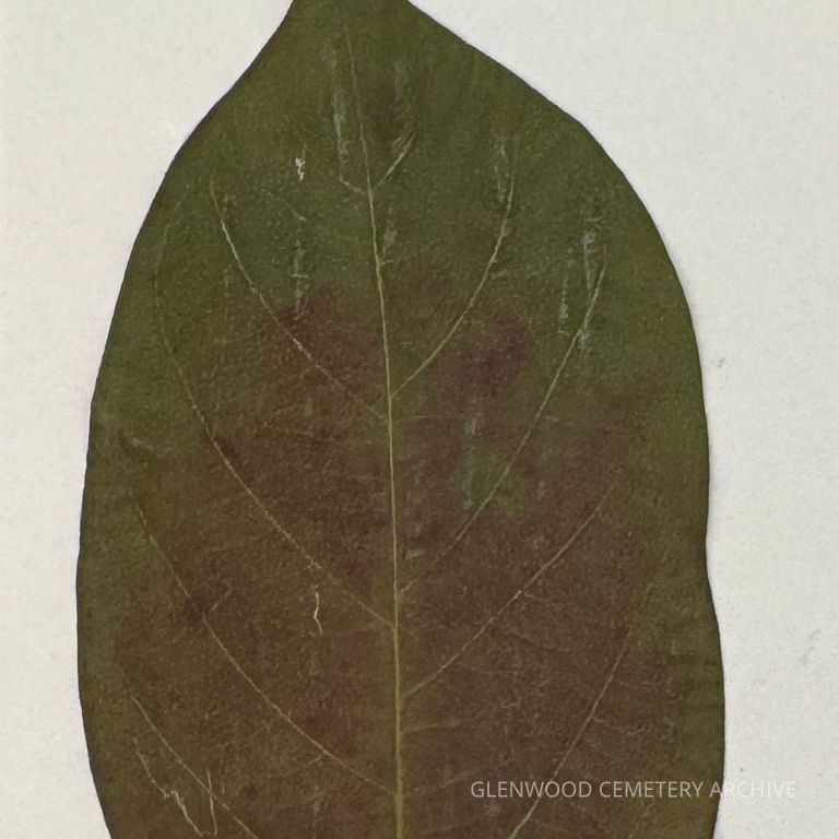 Southern Magnolia Leaf