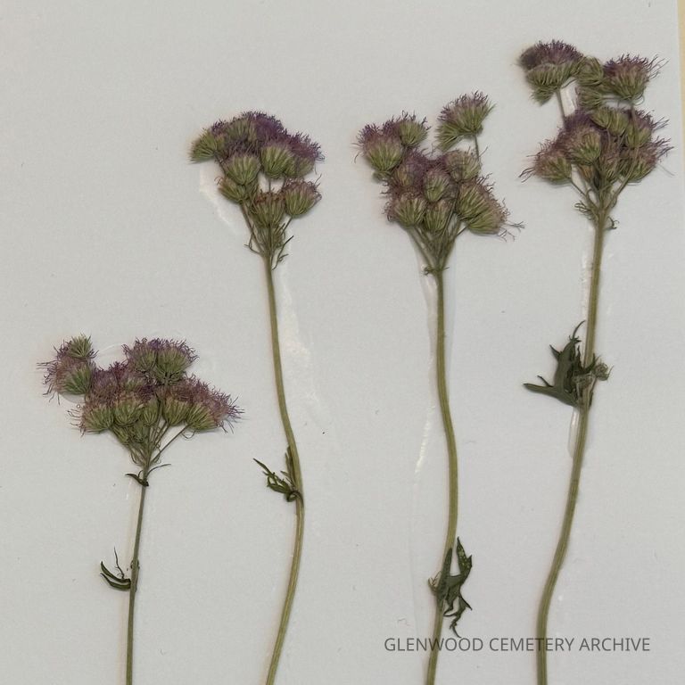 Blue Mistflower