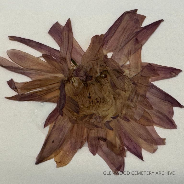 Chrysanthemum