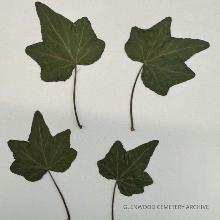 English Ivy Leaf