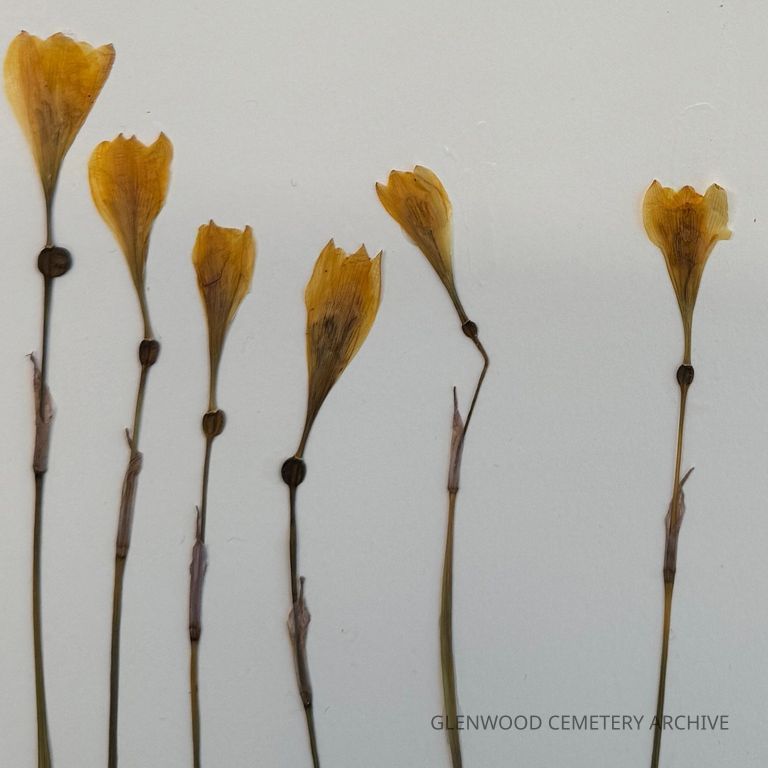 Yellow Rain Lily