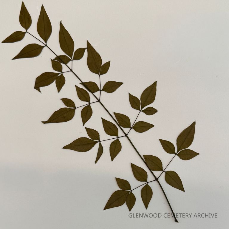 Sacred Bamboo Leaf