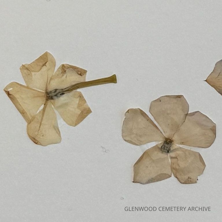 Annual Vinca