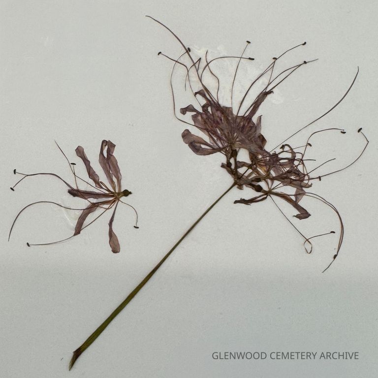 Red Spider Lily