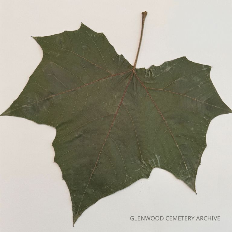 Sycamore Leaf