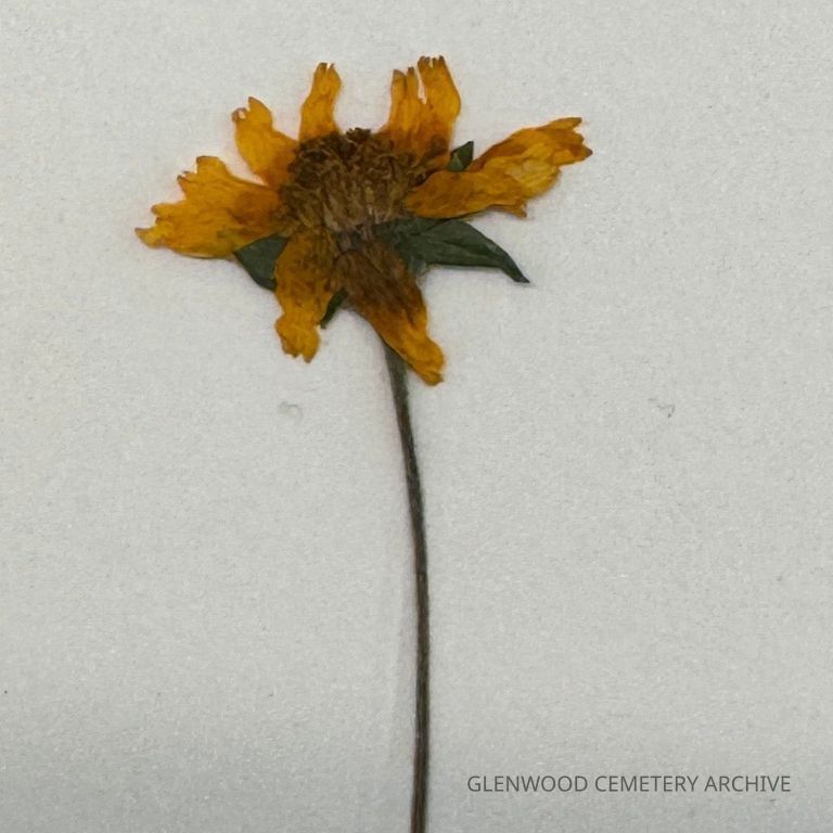Few Leaf Sunflower