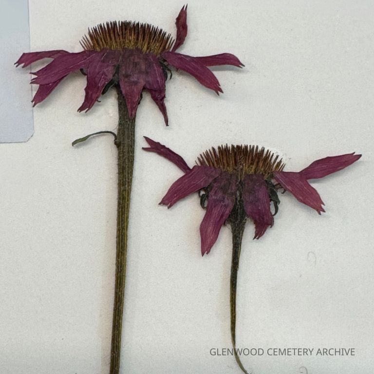 Purple Coneflower