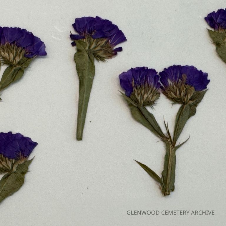 Sea Lavender