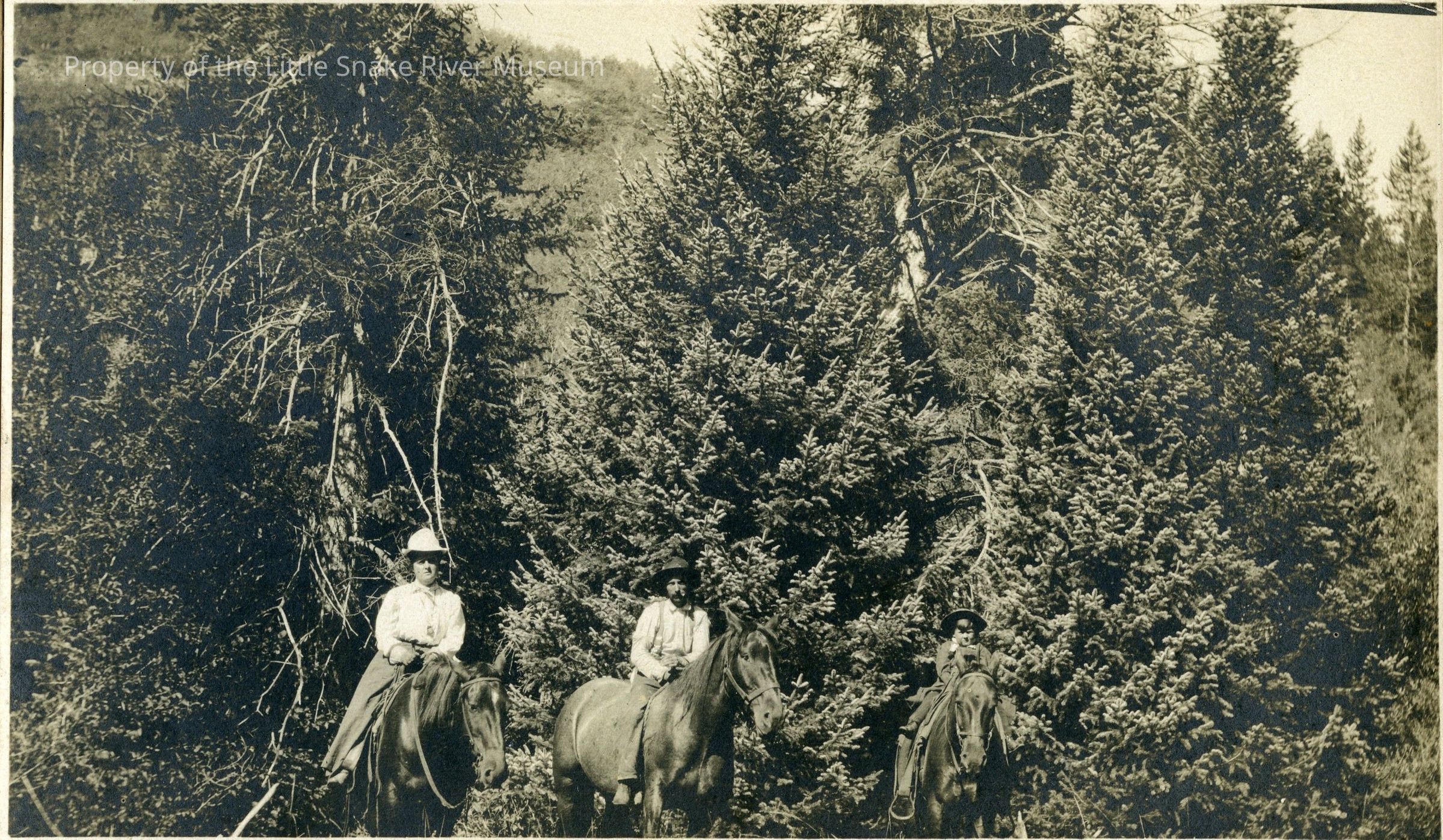In the sepia-toned photograph, three individuals, dressed in vintage attire typical of the early 20th century, are perched on horseback amidst a dense forest landscape. Each rider, captured in a moment of calm, sits astride a horse facing the camera, surrounded by towering coniferous trees that create a natural backdrop. The image evokes a sense of adventure and connection with nature, with shadows.