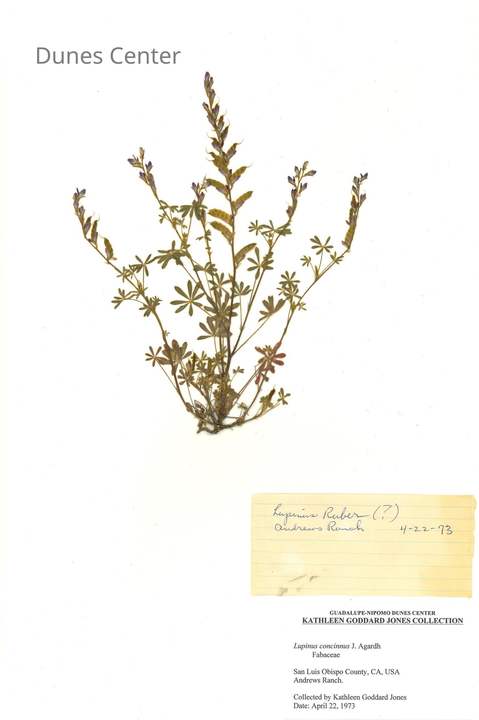 Plant Specimens - Kathleen Goddard Jones
