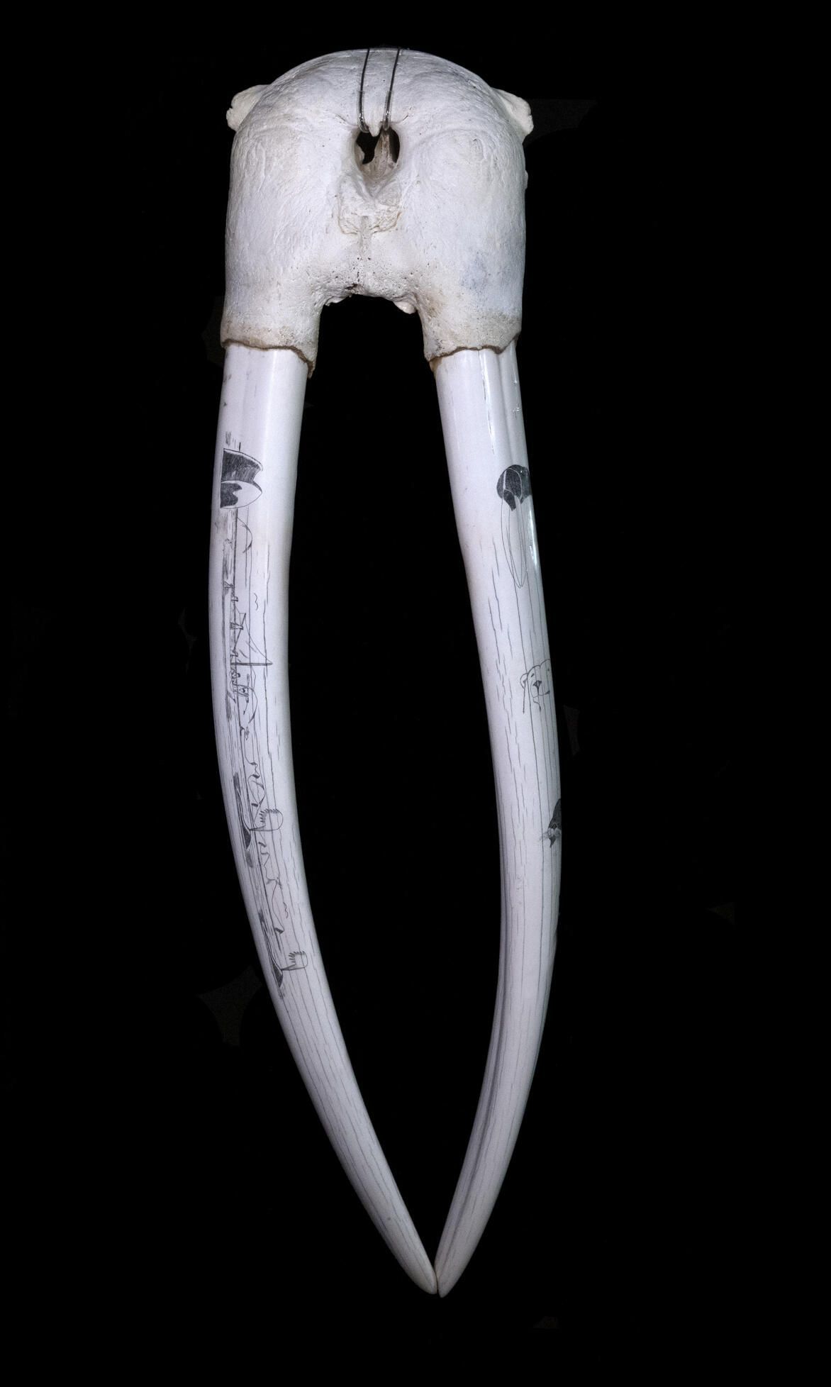 Alaska Native Claims Settlement Act Display Case