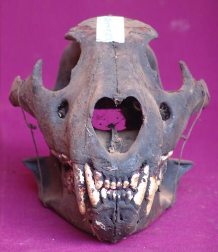 Gorilla skull - Image 2