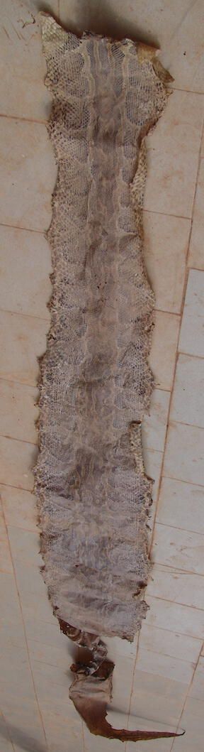 Skin of a boa constrictor