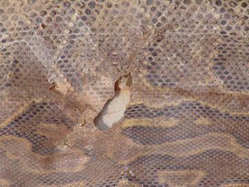 Skin of a boa constrictor - Image 2