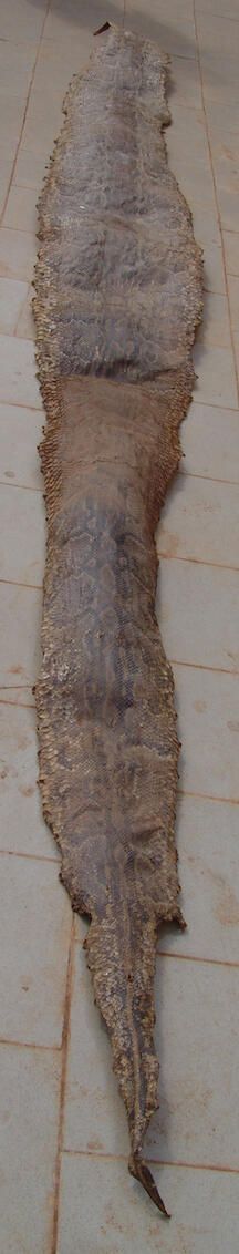 Skin of a boa constrictor
