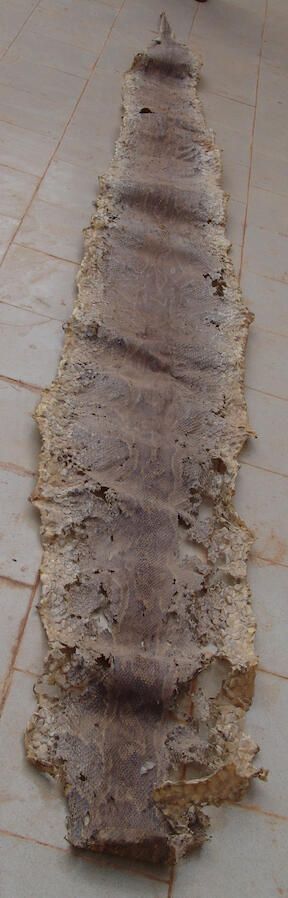 Skin of a boa constrictor