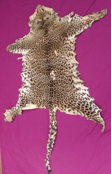 Leopard skin