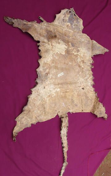 Leopard skin - Image 2