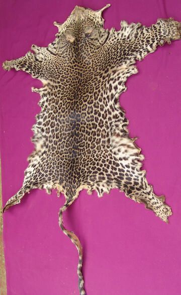 Leopard skin