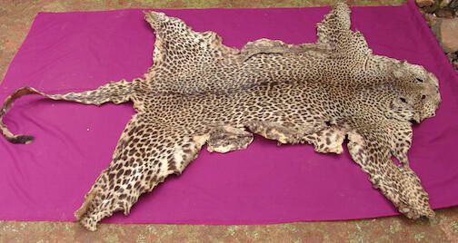 Leopard skin
