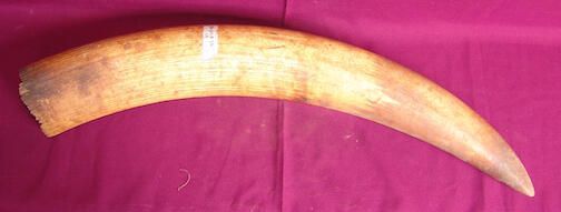 Elephant tusk